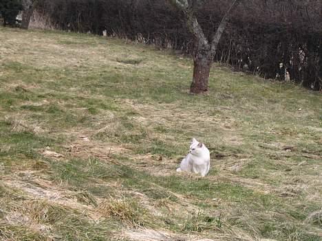 Burmilla Thamakan Silver Veronica - Veronica i den store vide verden;-) billede 11