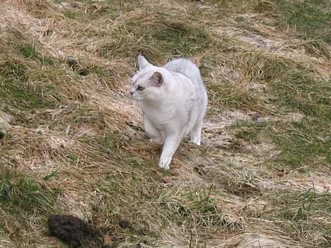 Burmilla Thamakan Silver Veronica - På vandring i vores store have. billede 12