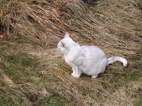 Burmilla Thamakan Silver Veronica - Så var der lige noget spændende derhenne;-) billede 13