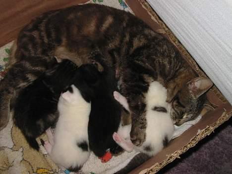 Blanding af racer Brutalis (Bortløbet) billede 5