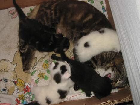 Blanding af racer Brutalis (Bortløbet) billede 6