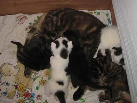 Blanding af racer Brutalis (Bortløbet) billede 7