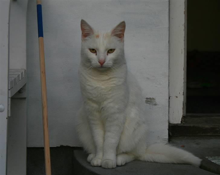 Blanding af racer Miv - jaa nu er jeg top model!!! :-) billede 1