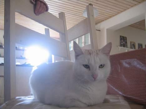 Blanding af racer Miv - hvad sker der??? billede 2