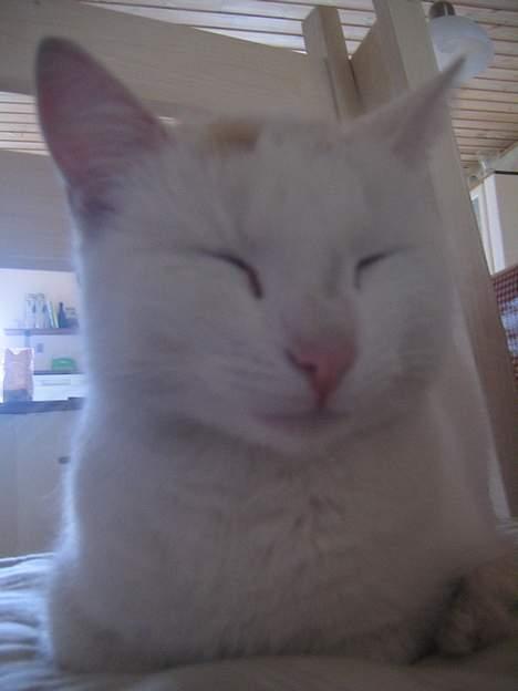 Blanding af racer Miv - så sover jeg igen!!! billede 4