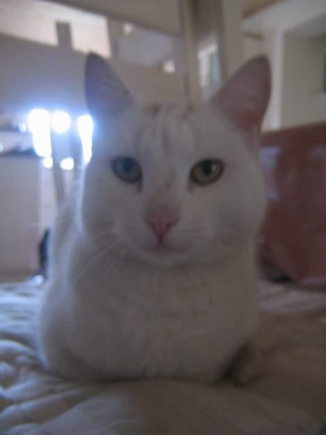 Blanding af racer Miv - nu er jeg vågen!!! som i kan se!!! :-) billede 5