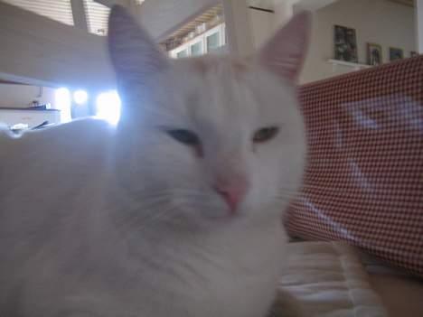 Blanding af racer Miv - her sover jeg lige lidt!!!! :-) billede 6