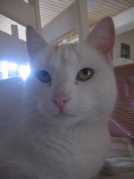 Blanding af racer Miv - hov!!! var der nogle der fotograferede mig????  billede 7