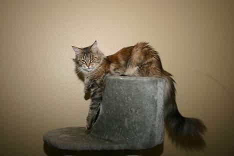 Maine Coon Ojo`s Shakira billede 7