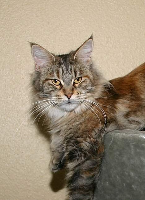 Maine Coon Ojo`s Shakira billede 8