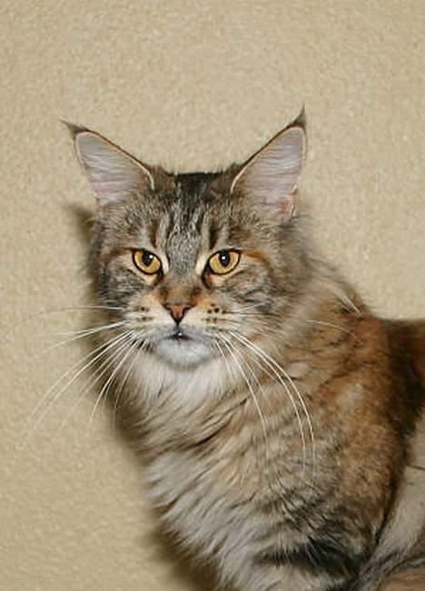 Maine Coon Ojo`s Shakira billede 9