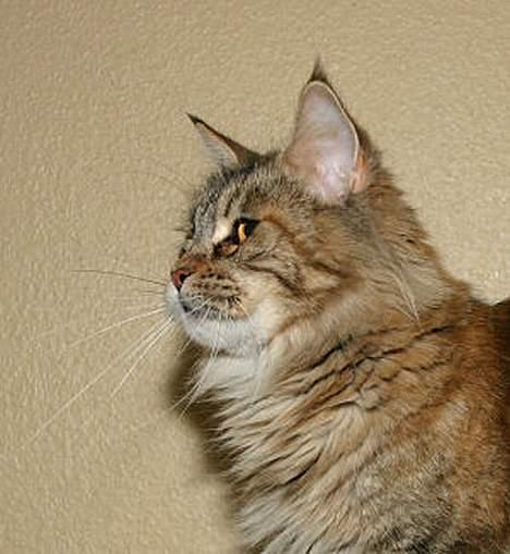 Maine Coon Ojo`s Shakira billede 10
