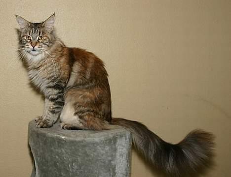 Maine Coon Ojo`s Shakira billede 11