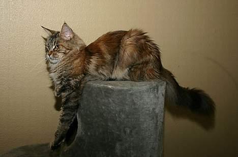 Maine Coon Ojo`s Shakira billede 12