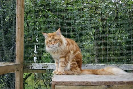 Maine Coon CountryCat`s Jason billede 6