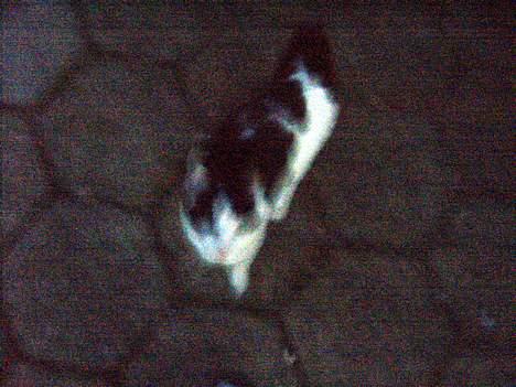 Blanding af racer KisserJebadiaSpringfield† - juli 2005 billede 16