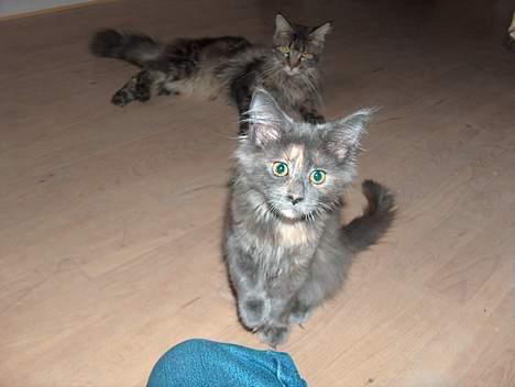 Maine Coon Wulff's Nikita billede 5