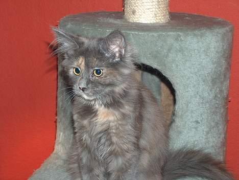 Maine Coon Wulff's Nikita billede 6