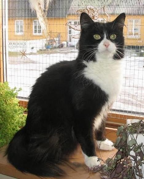 Norsk Skovkat Majlund's Amanda *R.I.P* - er jeg ikke for dejlig??  billede 1