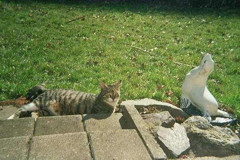 Huskat Molly Cat Malone billede 1