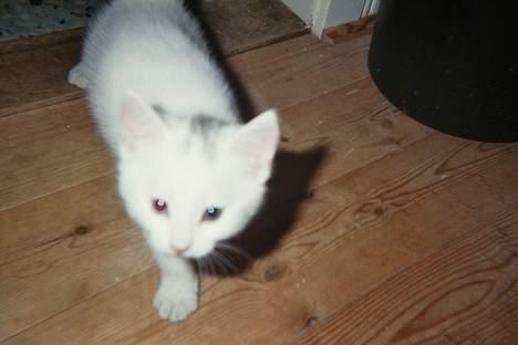 Blanding af racer Sheilla Ann Malone - Jamen, hvem er duuu??? billede 1