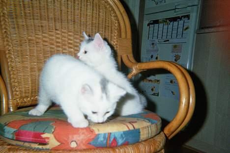 Blanding af racer Sheilla Ann Malone - Shelilla og Rooney. Sheilla er den der kigger ned (altså dne forreste) billede 2