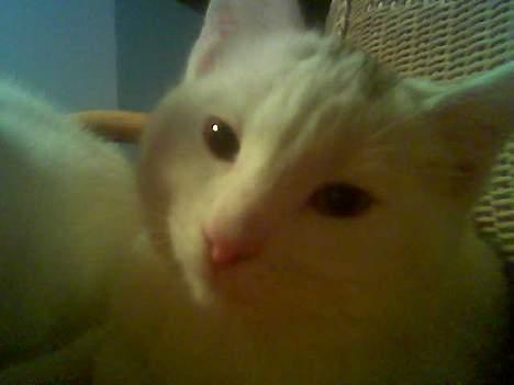 Blanding af racer Sheilla Ann Malone billede 3