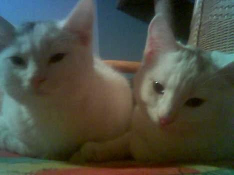 Blanding af racer Sheilla Ann Malone - Sheilla og Rooney igen. Sheilla er den til højre.  billede 4