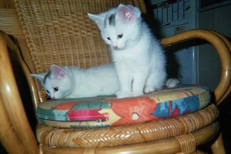 Blanding af racer Bobby Malone - Bobby er den forreste. Sikke vi dog har en udsigt der oppe fra stolen haha billede 1