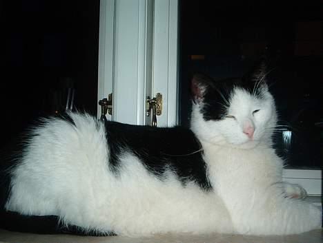 Blanding af racer Bowie - elsker at ligge i mit vindue billede 8