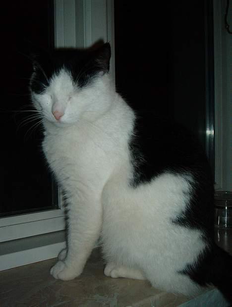 Blanding af racer Bowie - Jeg kan altså ikke lide at blive blitzet billede 9