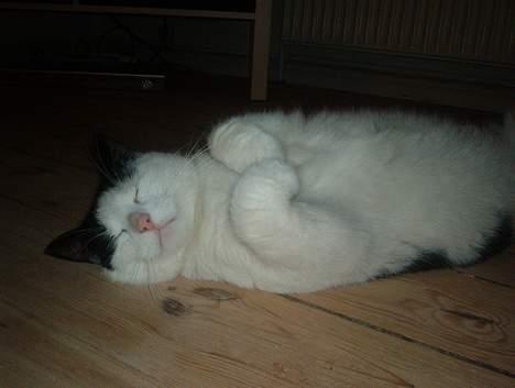 Blanding af racer Bowie - ligger lige lidt på ryggen billede 10