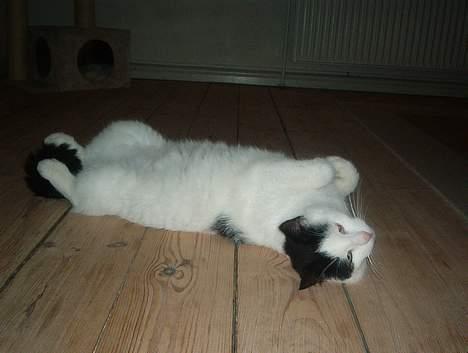 Blanding af racer Bowie - Dejlig at slappe lidt af billede 11