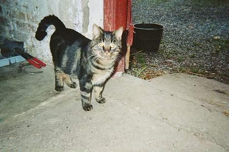 Blanding af racer Alfred - Hejsa derude! Er jeg ik sød? - joo bare lidt så? :-) billede 1