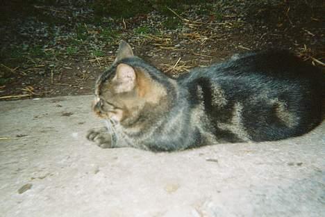 Blanding af racer Alfred - Haaalløj! - så er det noK! jeg vil ikke fotograferes mere :-) billede 2