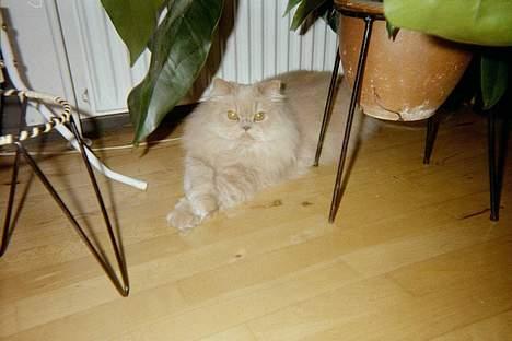 Perser Nikita - Jaah nogen må jo være damen i huset :-) (FLERE BILLEDER KOMMER) billede 1