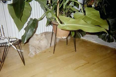 Perser Nikita - Hej med jer!! billede 2