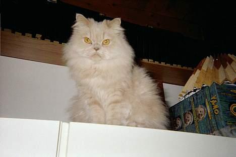 Perser Nikita - Jaaamen guud.. Er jeg blevet model kat? billede 3