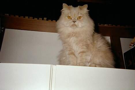 Perser Nikita - Hmm.. Hva med at komme tættere på så man rigtigt kan se , hvaaaa?? billede 4