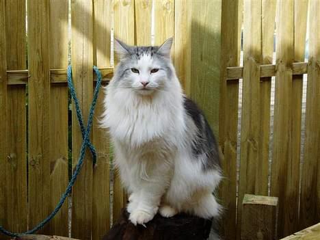 Norsk Skovkat DK Chiqvocat´s Bahama - Kongen i Løbegården billede 1