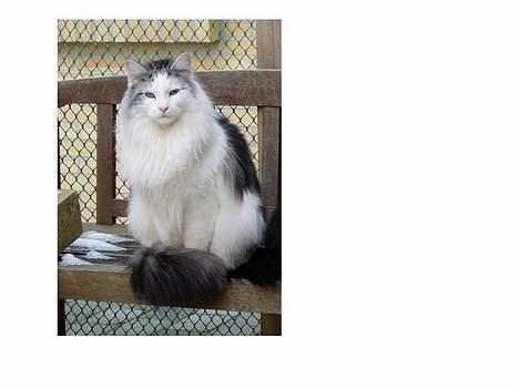 Norsk Skovkat DK Chiqvocat´s Bahama - Her ser man grunden til at han også kaldes majestæten billede 2