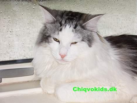 Norsk Skovkat DK Chiqvocat´s Bahama billede 3