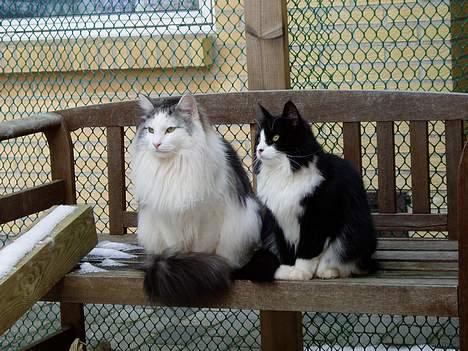 Norsk Skovkat DK Chiqvocat´s Bahama - Bahama sammen med lillesøster Baby billede 4