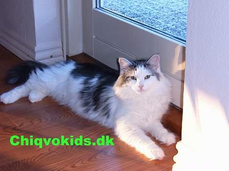 Norsk Skovkat DK Chiqvocat´s Bahama - Solstrålen i solstrålen billede 5