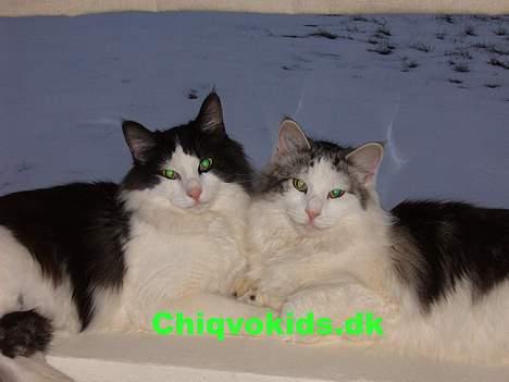 Norsk Skovkat DK Chiqvocat´s Bahama - Bahama med sin kuld-bror Bermuda billede 6