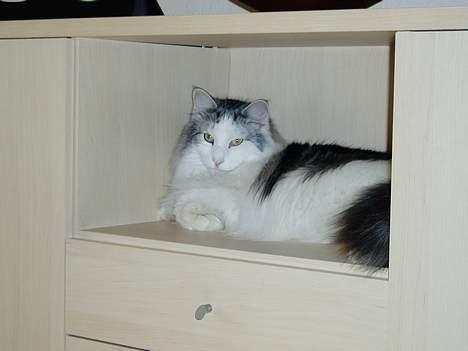 Norsk Skovkat DK Chiqvocat´s Bahama - Et af yndlings-ligge-stederne billede 7