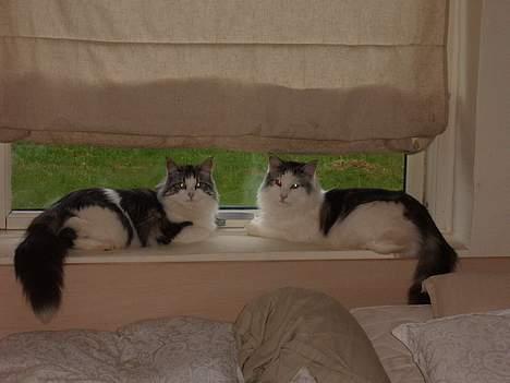 Norsk Skovkat DK Chiqvocat´s Bahama - Bahama med sin kuld-søster Jamaica billede 8