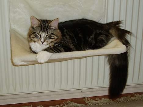 Norsk Skovkat Knald i Låget billede 1