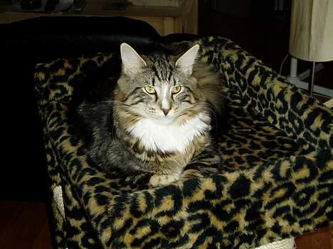 Norsk Skovkat Knald i Låget billede 2