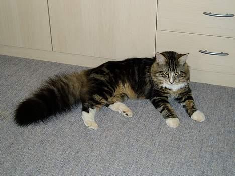 Norsk Skovkat Knald i Låget billede 3